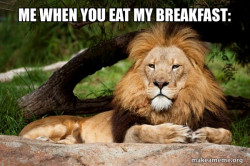 Contemplative Lion
