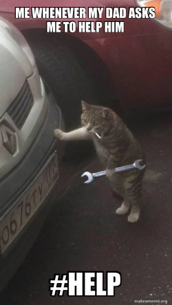 Mechanic Cat