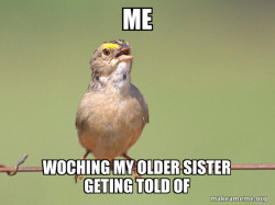 Common Opinion Sparrow