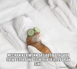 Pampered Cat Meme