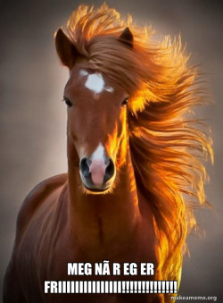 Ridiculously photogenic horse