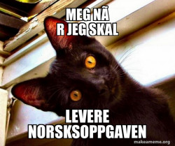 Overly Attached Cat
