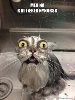 Cat bath