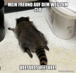 Drunk Raccoon