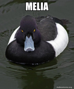 Revenge Duck ( Angry Advice Duck )