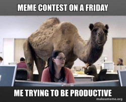 Hump Day Camel