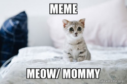 Cute Kitten