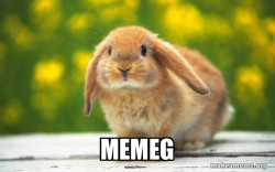 Regretful Rabbit