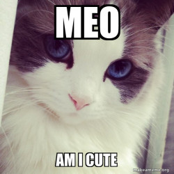 Ridiculously Photogenic Cat