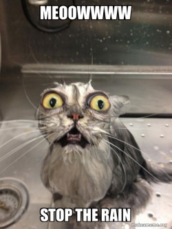 Cat bath