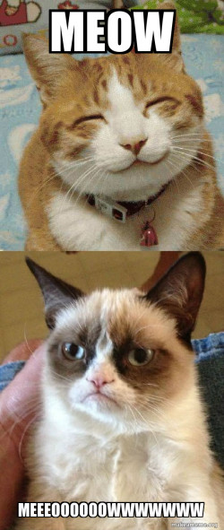 meow