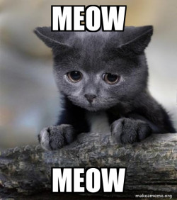 Confession Cat