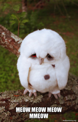 Sad Owl