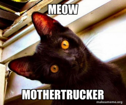 Overly Attached Cat