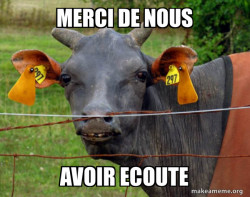 Hairless Cow