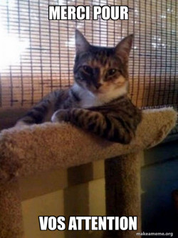 The Most Interesting Cat in the World
