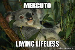 Laid Back Koala