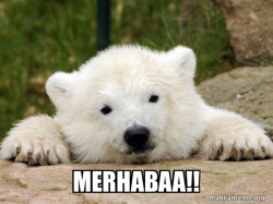Popular Opinion Bear