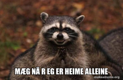 Evil Plotting Raccoon
