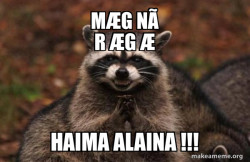 Evil Plotting Raccoon