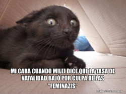 Schitzo Cat