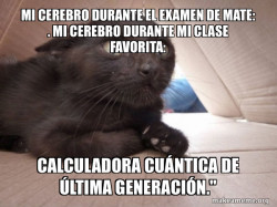 Schitzo Cat