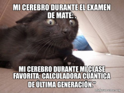 Schitzo Cat
