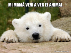 Popular Opinion Bear
