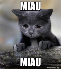 Confession Cat