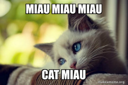 First World Cat Problems