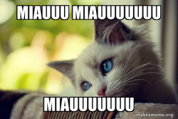 First World Cat Problems