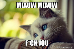First World Cat Problems