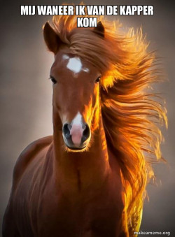Ridiculously photogenic horse