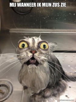 Cat bath