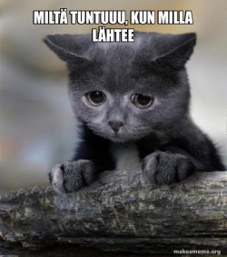 Confession Cat