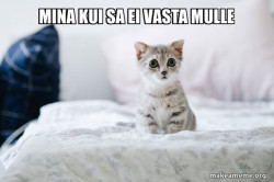 Cute Kitten