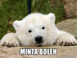 Popular Opinion Bear