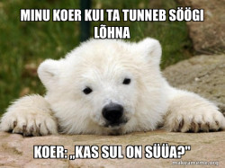 Popular Opinion Bear