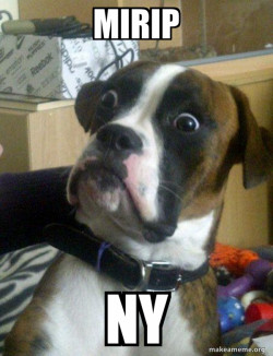 Skeptical Dog