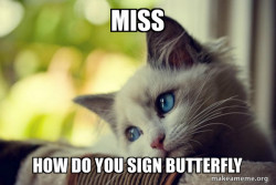 First World Cat Problems