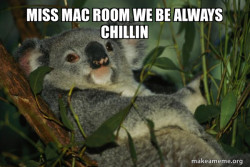 Laid Back Koala