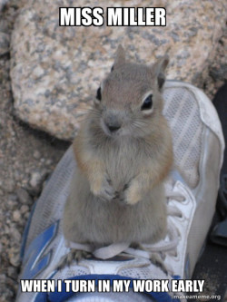 Standover Squirrel
