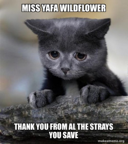Confession Cat