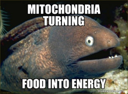 Bad Joke Eel