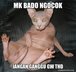 Hairless Cat