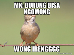 Common Opinion Sparrow