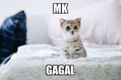 Cute Kitten