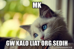 First World Cat Problems