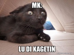 Schitzo Cat