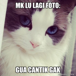 Ridiculously Photogenic Cat